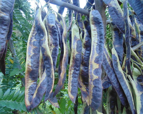 LeguminousFoodTreeCover