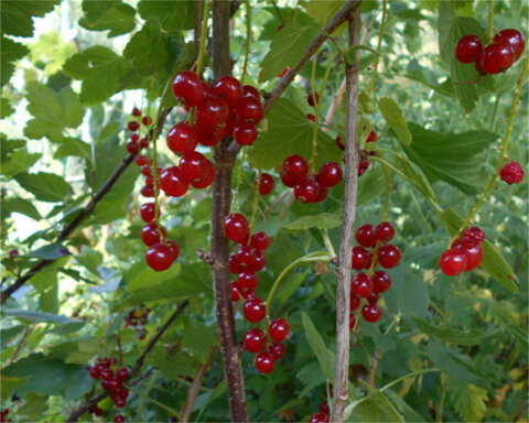 fruitingbushescover4