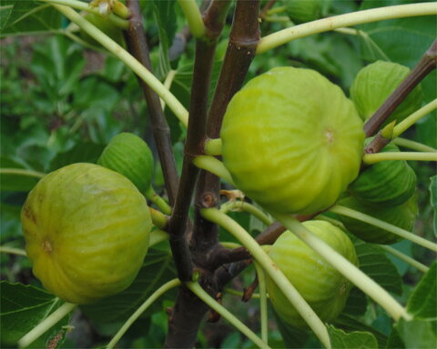 Latarula