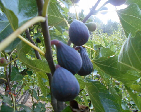 Negronne