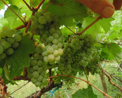 whitereisling